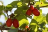 Dereń jadalny - na zdrowotne nalewki Cornus mas 9