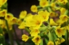 Pierwiosnek ząbkowy Cabrillo Yellow - żółte kwiaty Primula denticulata 'Callibro Yellow' 4