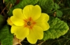 Pierwiosnek ząbkowy Cabrillo Yellow - żółte kwiaty Primula denticulata 'Callibro Yellow' 5