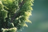 Cyprysik Lawsona Kelleriis Gold - Złota kolumnowa Chamaecyparis lawsoniana "Kelleris gold' 2