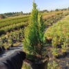 Cyprysik GOLDEN WONDER - złota odmiana sadzonka Chamaecyparis lawsoniana 'Golden Wonder' 3