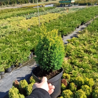 Cyprysik Lawsona Ellwoodii Gold - złota niekłująca odmiana Chamaecyparis lawsoniana 'Ellwoodii Gold' 1