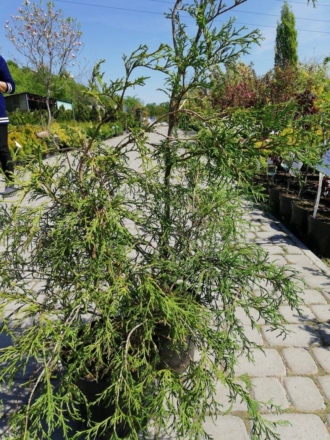 Cyprysik groszkowy "Filifera" 40cm Chamaecyparis pisifera'Filifera' 1