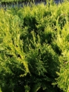 Cyprysik Lawsona Ivonne - złota i stożkowa sadzonka Chamaecyparis lawsoniana 'Ivone' 3