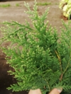Cyprysik Lawsona Kelleriis Gold - Złota kolumnowa Chamaecyparis lawsoniana "Kelleris gold' 4