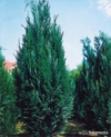 Cyprysik Lawsona Alumii Chamaecyparis lawsoniana 'Alumii' 1