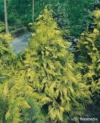 Cyprysik Lawsona Ivonne - złota i stożkowa sadzonka Chamaecyparis lawsoniana 'Ivone' 4