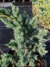 Cyprysik Lawsona Pembury Blue Chamaecyparis lawsoniana 'Pembury blue' 1