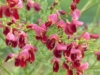 Żarnowiec Boskoop Ruby - Krwista czerwień Cytisus scoparius 'Boskoop Ruby' 3