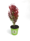 Berberys Red Rocket - na żywopłoty i rabaty Berberis Thunbergii 'Red Rocket' 2