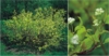 Dereń biały "Aurea" 30-40cm Cornus alba 'Aurea' 1
