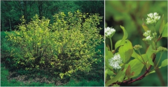 Dereń biały "Aurea" 30-40cm Cornus alba 'Aurea' 1