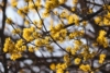 Dereń jadalny - na zdrowotne nalewki Cornus mas 2
