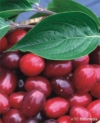 Dereń jadalny - na zdrowotne nalewki Cornus mas 1