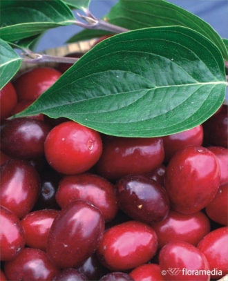 Dereń jadalny - na zdrowotne nalewki Cornus mas 1