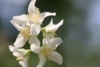 Żylistek mieszańcowy Aurea - złote liście Deutzia x hybrida 'Aurea ' 4