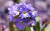 Pierwiosnek ząbkowy Blue Selection - Niebieski Primula denticulata 'Blue selection' 7