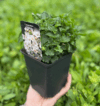 Dzwonek Karpacki Avida White - białe dzwonki Campanula carpatica 'Avida white' 2