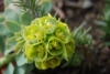 Wilczomlecz błękitnawy Wulfenii - Kosmiczna roślina Euphorbia characias 'Wulfenii' 9