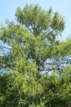 Modrzew europejski - piękne drzewo Larix decidua 9