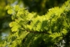 Cis Wojtek - idealny na żywopłoty Taxus baccatta 'Wojtek' 2