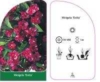 Krzewuszka cudowna "Evita" - Ciemna odmiana Weigela florida "Evita' 3