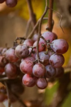 Winogron winorośl Lidia - czerwone owoce AROMAT KIWI Vitis vinifera 'Lidia' 9