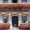 Pelargonia zwisająca - różowo fioletowa Pelargonia zwisająca - różowo fioletowa 4
