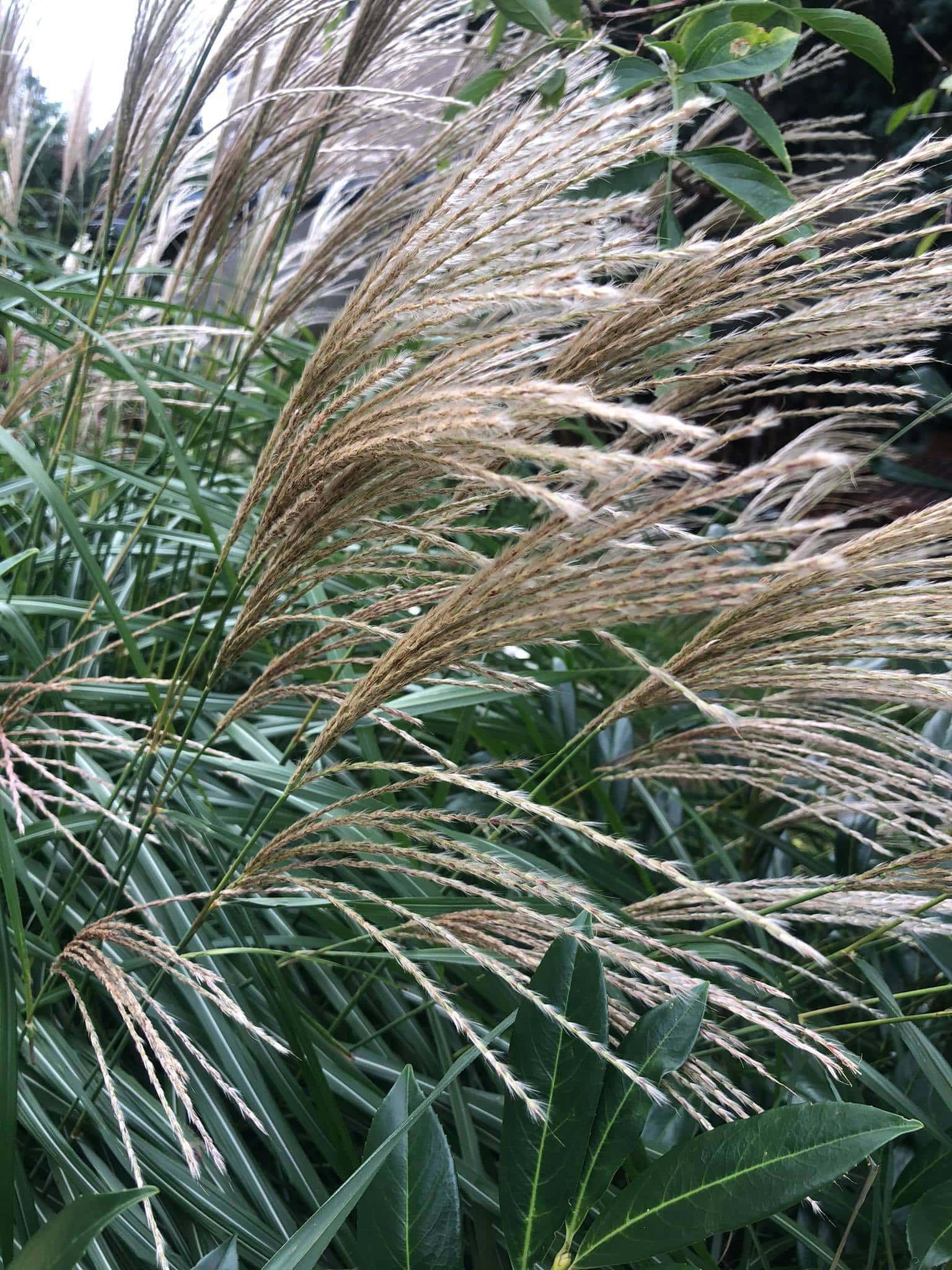 Miskant Chiński Yaka Dance - piękne kłosy Miscanthus sinensis ' Yaka Dance' 4