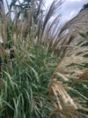 Miskant Chiński Cute One - ZMIENNI KOLOR KŁOSÓW Miscanthus sinensis 'Cute One 9