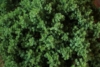 Jałowiec chiński Kuriwao Gold - złota odmiana Juniperus chinensis 'Kuriwao gold' 4