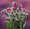 Sasanka Zwyczajna Violet Bells - Fioletowa piękna bylina Pulsatilla vulgaris 'Violet Bells 5