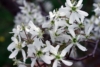 Świdośliwa Kanadyjska Martin - Sadzonka P9 Amelanchier Martin P9 5