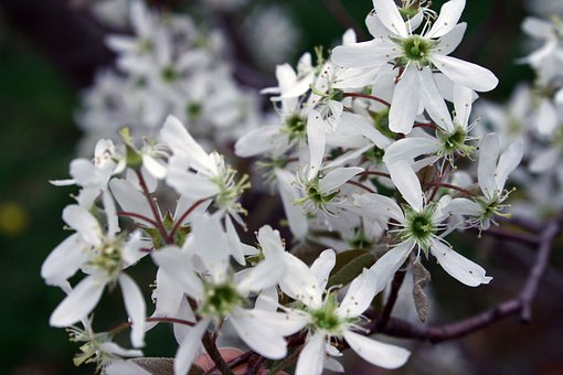 Świdośliwa Kanadyjska Martin - Sadzonka P9 Amelanchier Martin P9 5