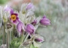 Sasanka Zwyczajna Blue Violet Shades - Niebieska Pulsatilla vulgaris 'Blue Violet Shades' 6