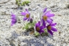 Sasanka Zwyczajna Blue Violet Shades - Niebieska Pulsatilla vulgaris 'Blue Violet Shades' 9