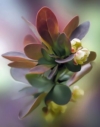 Berberys Thunberga Paola - ciemna mała kulka Berberis Thunbergii 'Paola' 2
