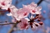 Wiśnia Colorata - biało-czerwone kwiaty Prunus 'Colorata' 6