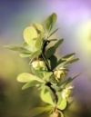 Berberys Thunberga Golden Zwerg - złota kulka Berberis Thunbergii 'Golden Zwerg' 4