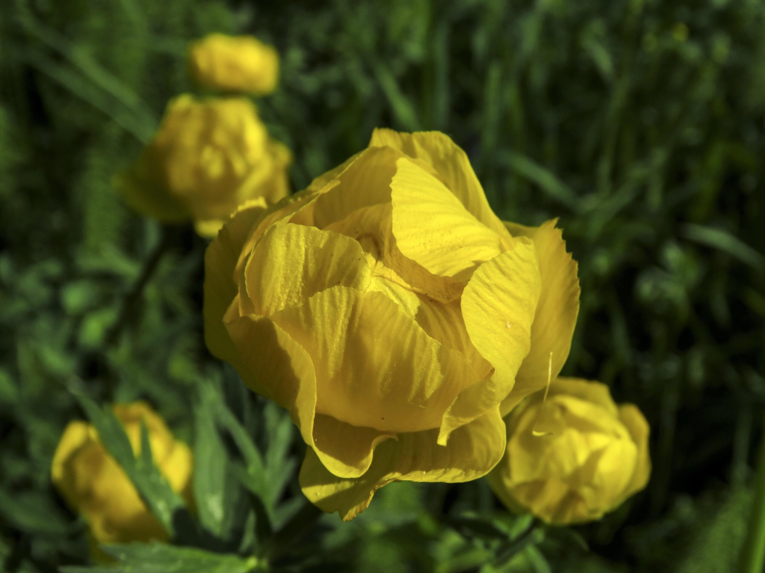 Pełnik europejski (Trollius europaeus) - Róża kłodzka Trollius europaeus 2