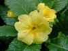 Pierwiosnek ząbkowy Cabrillo Yellow - żółte kwiaty Primula denticulata 'Callibro Yellow' 6