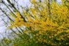 Forsycja Maluch- Miniaturowa do ogrodu i donic Forsythia × intermedia 'Maluch' 4