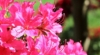 Azalia japońska Canzonetta - intensywny róż Azalea japonica 'Canzonetta' 4