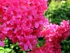 Azalia japońska Rokoko - różowa Azalea japonica 'Rokoko' 3
