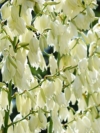 Jukka karolińska - krępla Yucca filamentosa 6