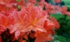 Azalia Japońska Rubinetta - Krwisto czerwona Miniaturowa Azalea japonica ' Rubinetta' 4
