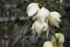 Jukka karolińska - wieloletnia sadzonka C5 Yucca filamentosa C5 2