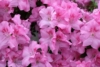 Azalia Japońska Lilienstein - Fioletowa miniaturowa Azalea japonica 'Lilienstein' 6