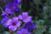 Żagwin Ogrodowy Audrey Blue Shades fioletowy dywan Aubrieta cultorum'Audrey blue shades' 9