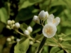 Jaśminowiec wonny Erectus - biały pachnący Philadelphus coronarius 'Erectus' 4